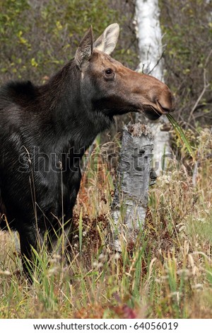Female Moose in Algonquin Provincial Park during the rut.