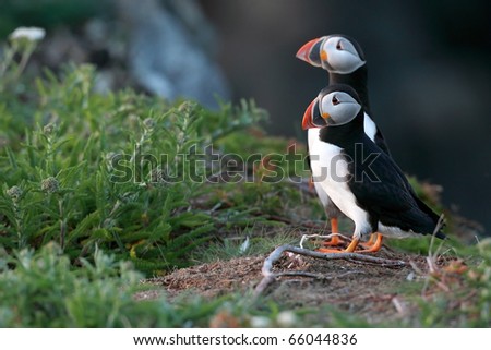 Two Atlantic Puffins on a cliff in Newfoundland, Canada.