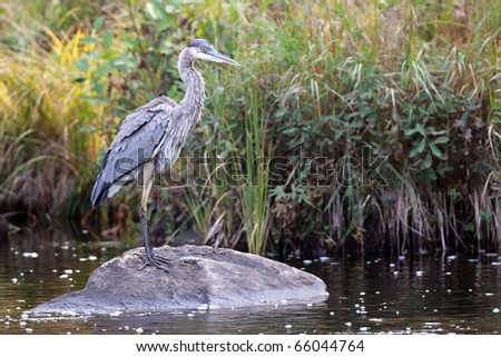 Great Blue Heron standing on a rock in Algonquin Provincial Park, Ontario.