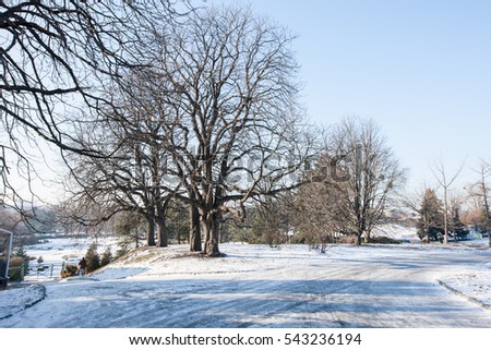 Beautiful Winter