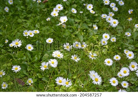 many daisies in a green field