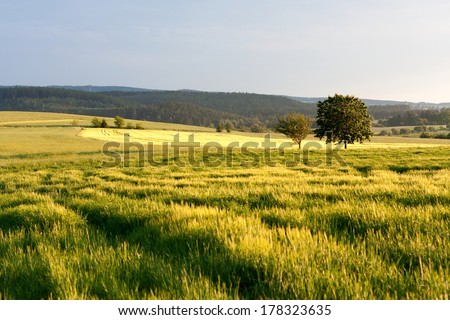 Grain fields of South Moravia in summer evening, Tišnov, South Moravian Region, Czech Republic.