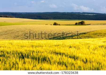Grain fields of South Moravia in summer evening, Tišnov, South Moravian Region, Czech Republic.