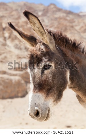 Close-up of donkey head, Zanskar Valley, Ladakh, India.