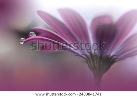 Image, Stock Photo Close-up of a violet Scabiosa flower with yellow stamens