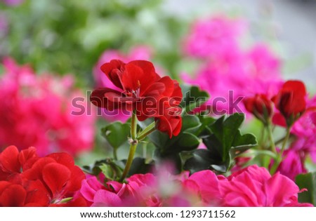 Pink and red geraniums. Stok fotoğraf © 