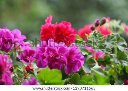 Pink and red geraniums. Stok fotoğraf © 