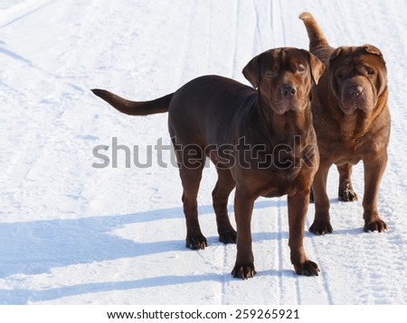 Couple of pedigreed dogs standing in the snow filed at winter summer day