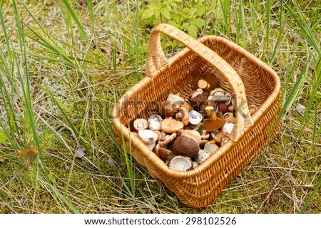 Weaved basket full of wild mushrooms (mainly of porcini)