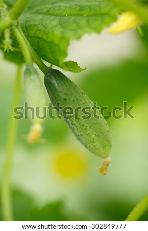 Female hands holding tiny cucumber. Locavore, clean eating,organic agriculture, local farming,growing,harvesting concept. Selective focus on cucumber, extremely shallow depth of field