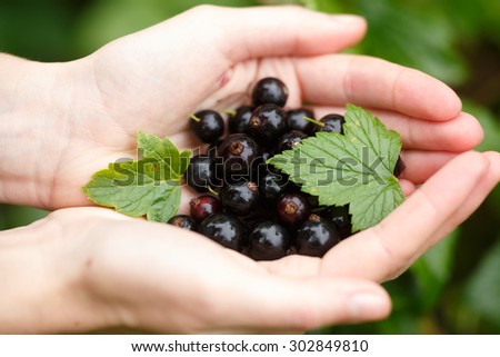 Blackcurrant picking. Locavore, clean eating,organic agriculture, local farming,growing,harvesting concept. Selective focus on topmost berry