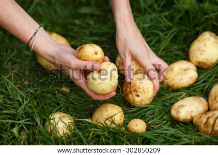 Potato harvesting. Female hands grabs washed potatoes from the grass. Locavore, clean eating,organic agriculture, local farming,growing concept. Selective focus