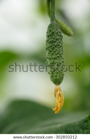 Tiny cucumber. Locavore, clean eating,organic agriculture, local farming,growing,harvesting concept. Selective focus on cucumber