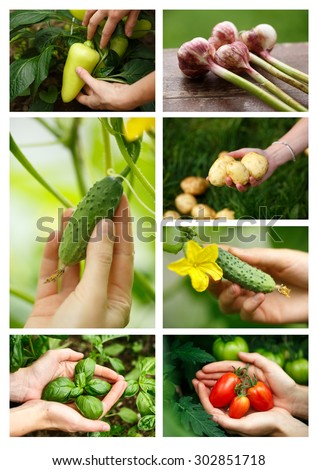 Harvest collage. Locavore, clean eating,organic agriculture, local farming,growing,harvesting concept.