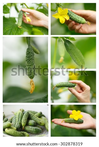 Cucumbers picking collage.Locavore, clean eating,organic agriculture, local farming,growing concept. Selective focus