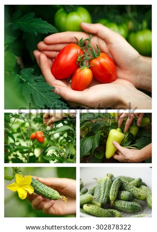 Vegetable harvesting collage.Locavore, clean eating,organic agriculture, local farming,growing concept. Selective focus