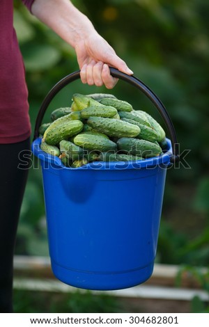Woman holding a bucket full of freshly harvested cucumbers. Locavore movement, local farming, harvesting concept