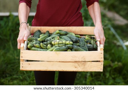 Woman holding wooden box full of freshly harvested cucumbers. Locavore movement, local farming, harvesting concept