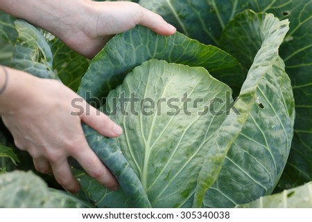 Woman picking cabbage head. Locavore movement, local farming, harvesting concept
