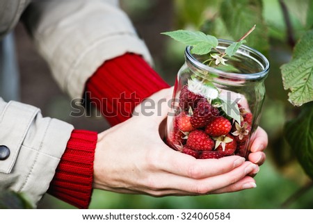 Raspberry picking. Woman gathers ripe berries into a glass jar. Harvesting, locavore movement, growing, local farming, clean eating concept