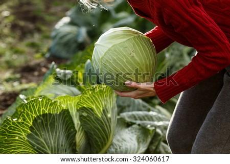 Woman holds a freshly picked peeled cabbage.  Harvest, local farming, locavore movenet concept
