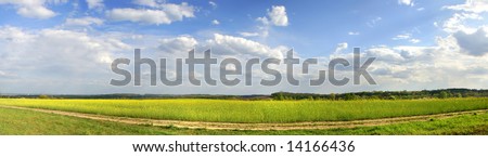 horizontal panorama of the yellow field with beautiful blue sky ant path