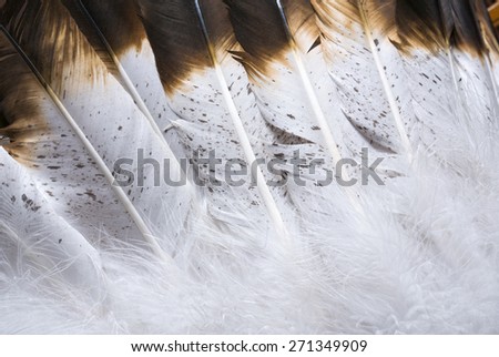 White and Brown Feathers Close Up