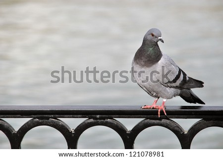 Pigeon standing over a metallic fence in black