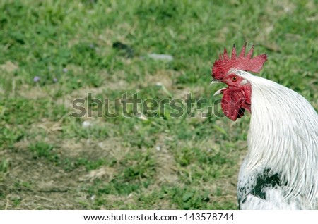 Profile of a young rooster crowing in the field