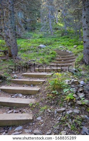 wooden steps going up in a forest path