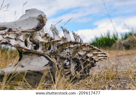 Skeleton of a vertebrate animal lying on the ground. Bones with rotten meat.