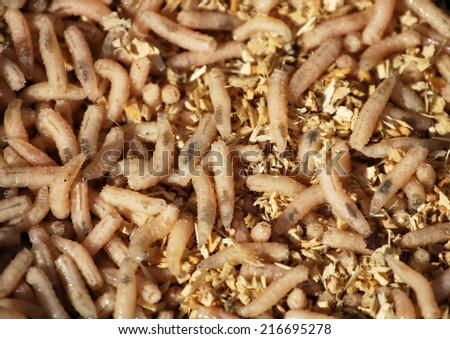 Several worms for fishing. Invertebrate bugs