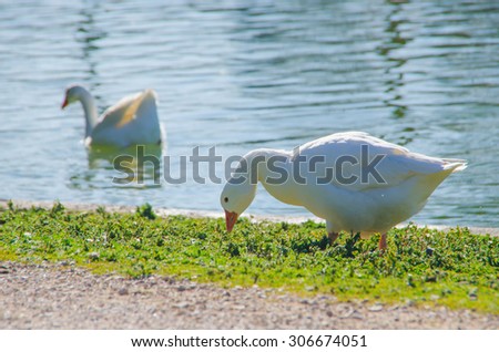 White goose. Snow goose eating gras near a pond