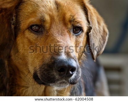 Sad stray dog posing on the street