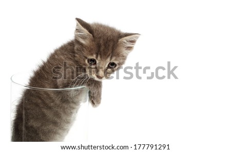 Cute gray kitten Thai cat in the glass jar isolated