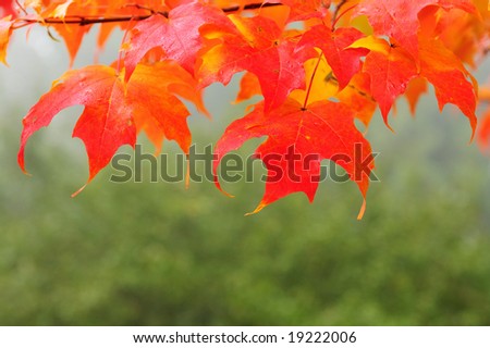 maple leaves in autumn, Deer Lake, Vancouver, Canada