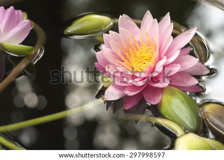 Vivid color lotus flower float over dark green color water