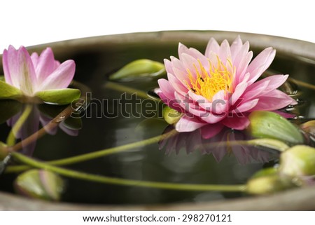 Vivid color lotus flower float over weathered pond isolated on white background