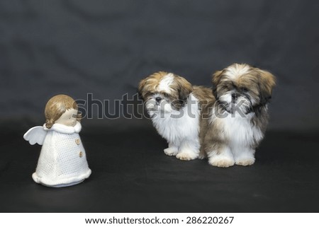 Two colored sad shih tzu puppies with doll isolated on black background