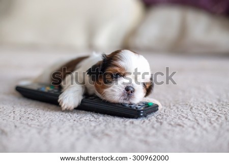 Face of little shih-tzu puppy with remote control