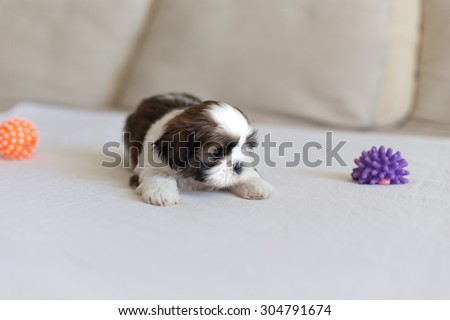 Little scare white colored shih-tzu puppy