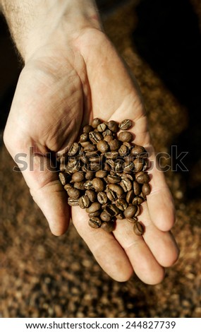 palm with freshly roasted coffee beans