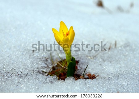 Wild Yellow crocuses on the snow