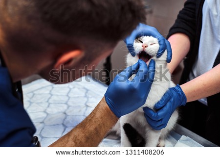 Similar – Image, Stock Photo Cat at the dentist