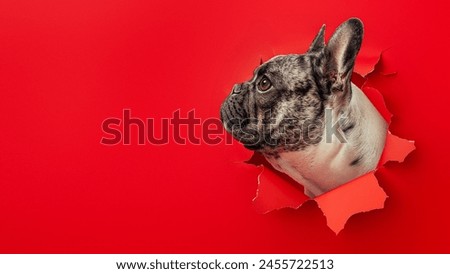 Similar – Image, Stock Photo sidelong glance