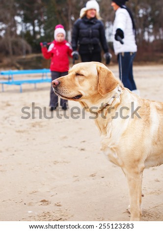 Labrador dog on a beach with people on background.