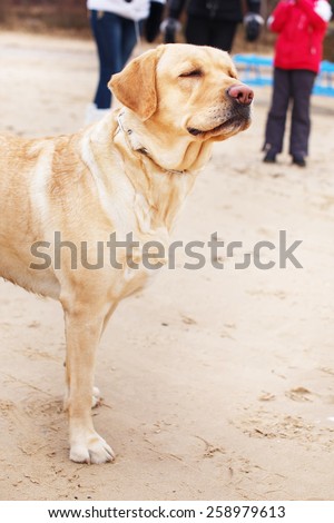Labrador dog on a beach with people on background.