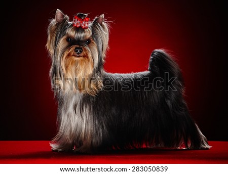 Portrait of small york dog puppy