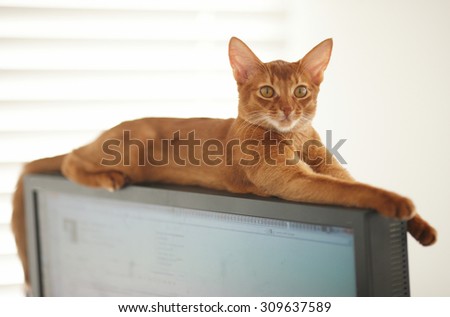 Big red cat lying on monitor.