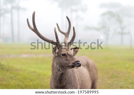 close-up head Portrait of majestic powerful adult red deer stag in Autumn Fall forest